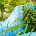 Hoffnung auf Lockerung - Cannabis-Aktien springen an!