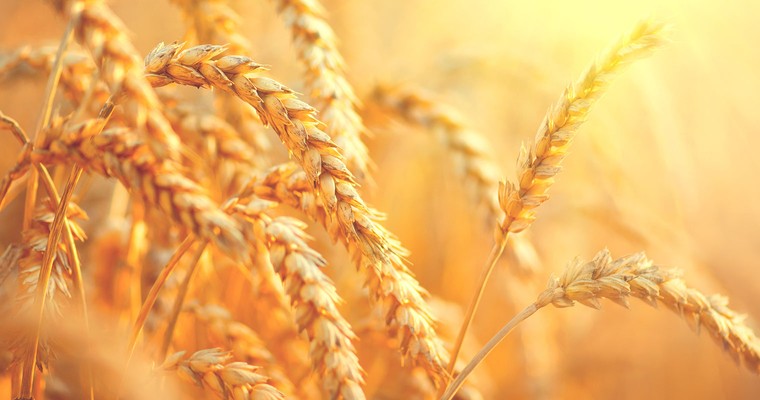 Weizen: Sorgen um potenzielle Einschränkungen russischer Exporte