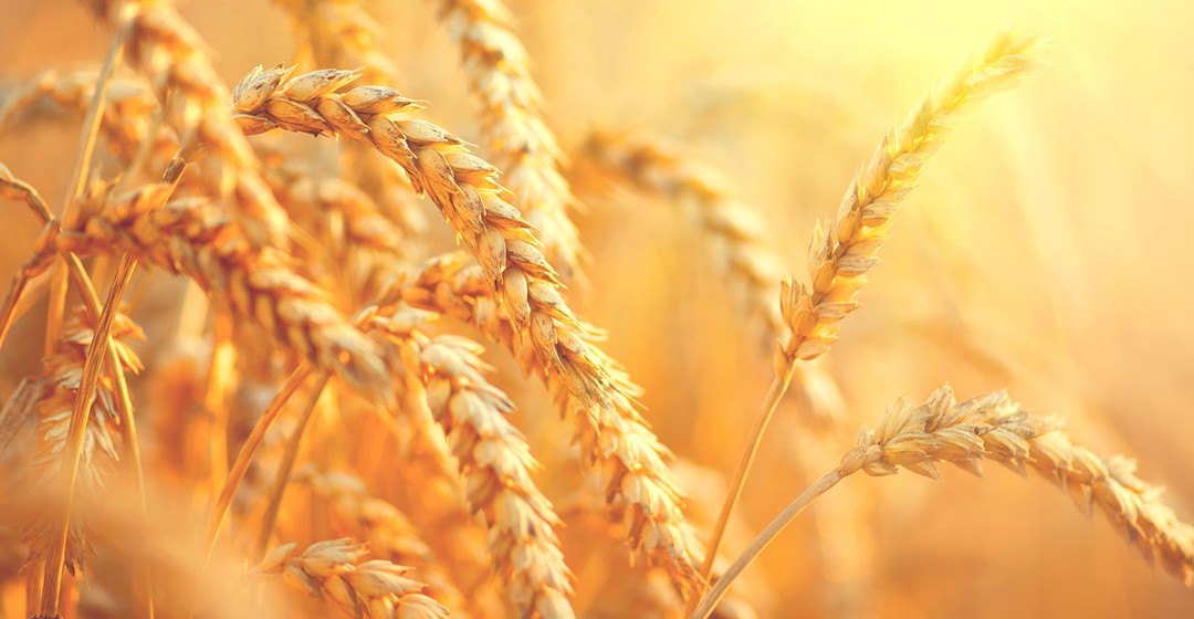 Weizen: Aufwärtsrevisionen für russische Weizenexporte