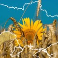 Preisanstieg bei Weizen nach russischem Raketenangriff