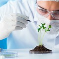NASDAQ BIOTECH INDEX - Starker Anstieg und jetzt?