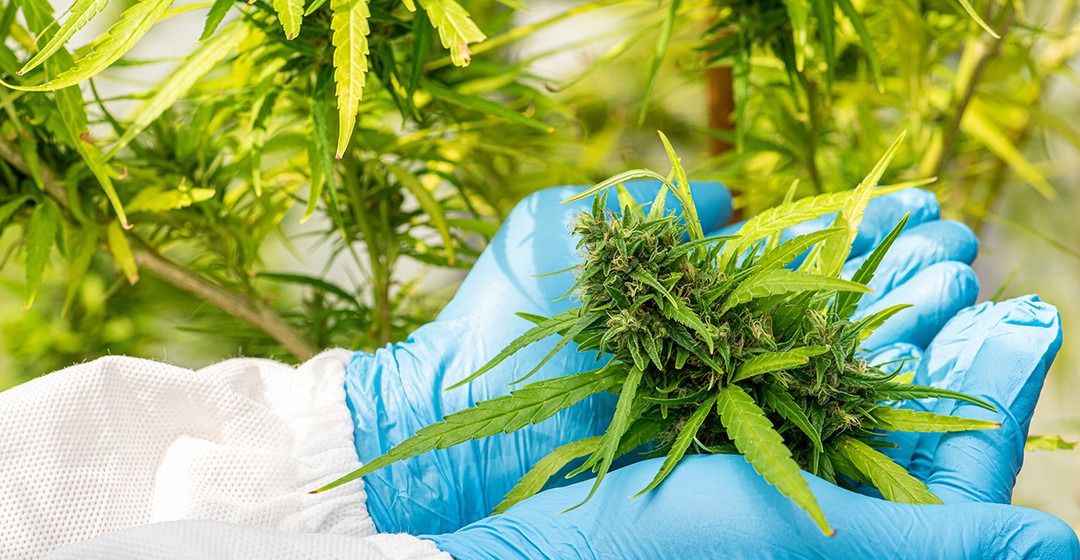 TILRAY - Cannabis-Aktie springt nach Zahlen an!