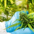 Was steckt hinter dem Kurssprung bei Cannabis-Aktien?