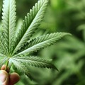 SYNBIOTIC - Die Cannabis-Freigabe kommt!