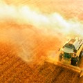 Getreide: IGC senkt globale Ernteprognosen