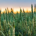 Weizen: US-Pflanzenzustand etwas verschlechtert