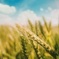 Getreide: Wetter macht Weizen, Mais und Soja zu schaffen