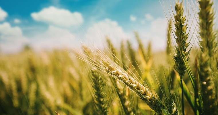 Weizen: USDA senkt Prognosen für globale Ernte deutlich