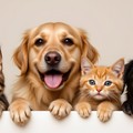 Teaserbild von CHEWY - Tierarztpraxen sollen das Wachstum beschleunigen
