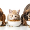 CHEWY - Ist die Aktie nach dem Kursverfall wieder kaufenswert?