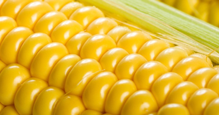 Mais: Sehr gute Ernte eingepreist