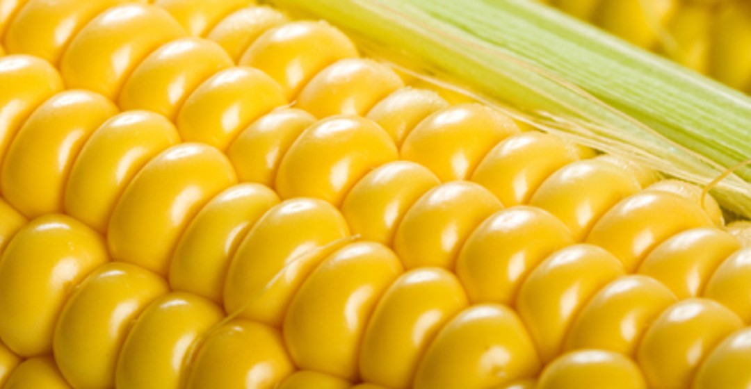 Getreide: Mais- und Sojabohnenernte abwärts revidiert