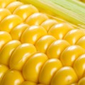 Maispreis wegen höherem Angebot unter Druck