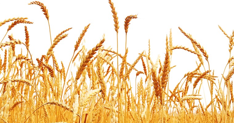 Weizen: Kälte sorgt für Unsicherheit über US-Ernte
