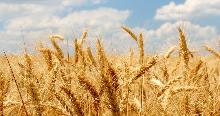 Getreide: Kräftiger Preisanstieg