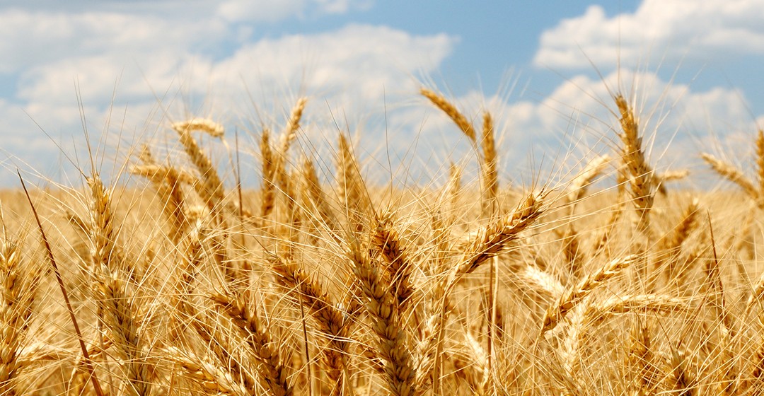 Weizen: Russland vor Rekordernte