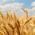 Weizen fällt auf Anderthalbjahrestief