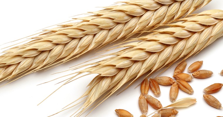 Weizen: Angebotssorgen schieben Preis höher
