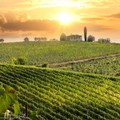 HAWESKO – Wein-Aktie zum Schnäppchenpreis?