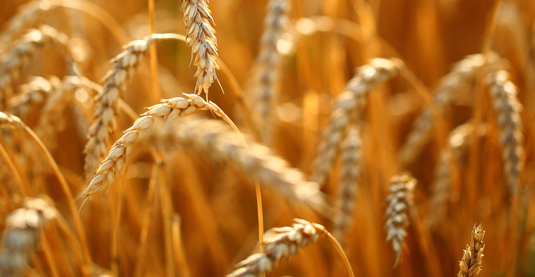 Weizen: Preise fallen, doch Angebotsrisiken bleiben hoch