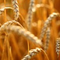 Weizenpreise wieder im Abwärtstrend