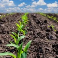 Mais: Deutlich geringere US-Anbaufläche