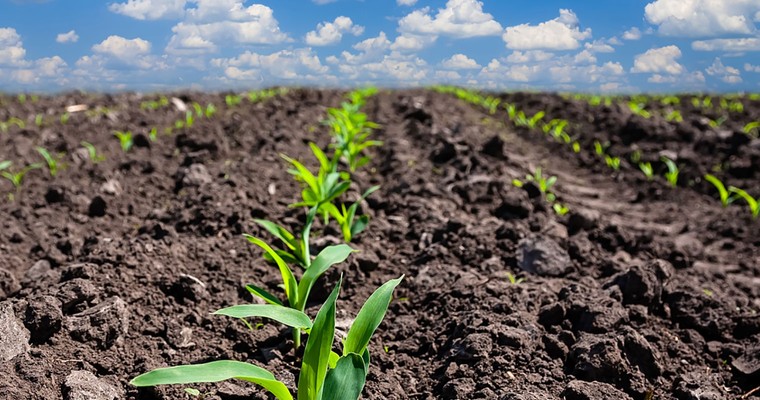 Mais: Deutlich geringere US-Anbaufläche