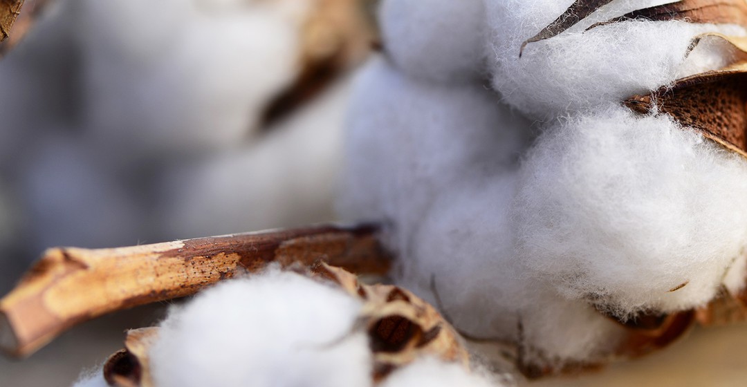 Baumwolle: US-Anbaufläche sinkt wohl deutlich