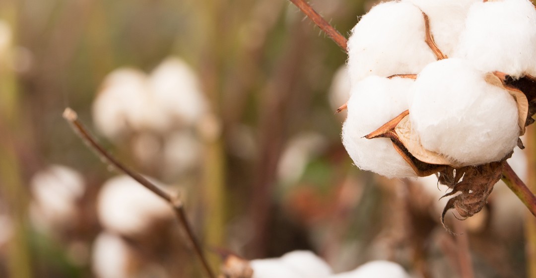 Baumwolle: Hitze und Trockenheit in China und den USA lassen Preis steigen
