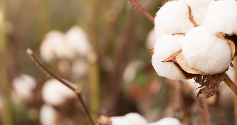 Baumwolle: Hitze und Trockenheit in China und den USA lassen Preis steigen