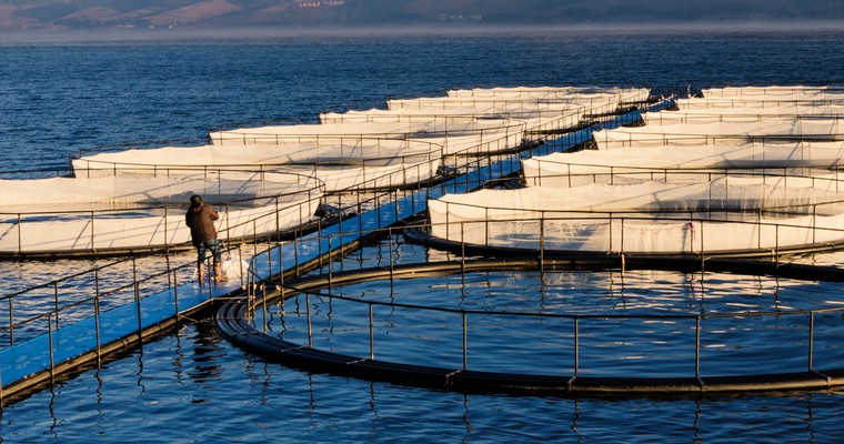Top-Investment: Aquafarming