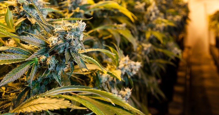 Cannabis-Aktie setzt an potenzielles Kaufniveau zurück