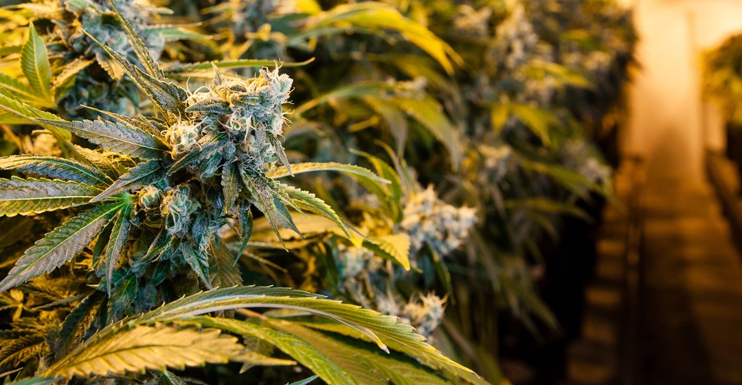 Cannabis-Aktie setzt an potenzielles Kaufniveau zurück