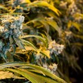 TILRAY und CANOPY - Trendwende bei den Cannabis-Aktien?
