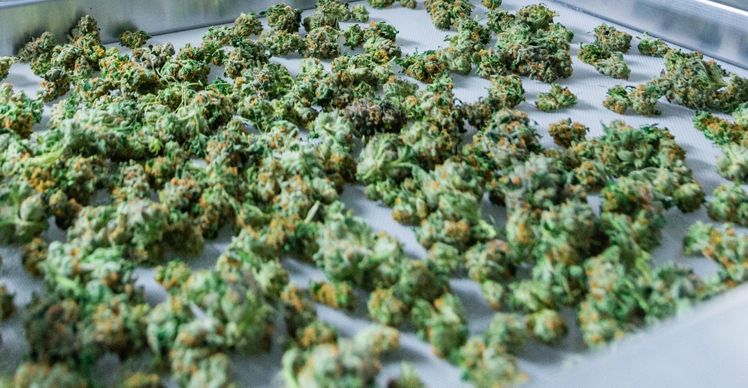 CANOPY GROWTH - Dieser Cannabis-Wert will es nun wissen!