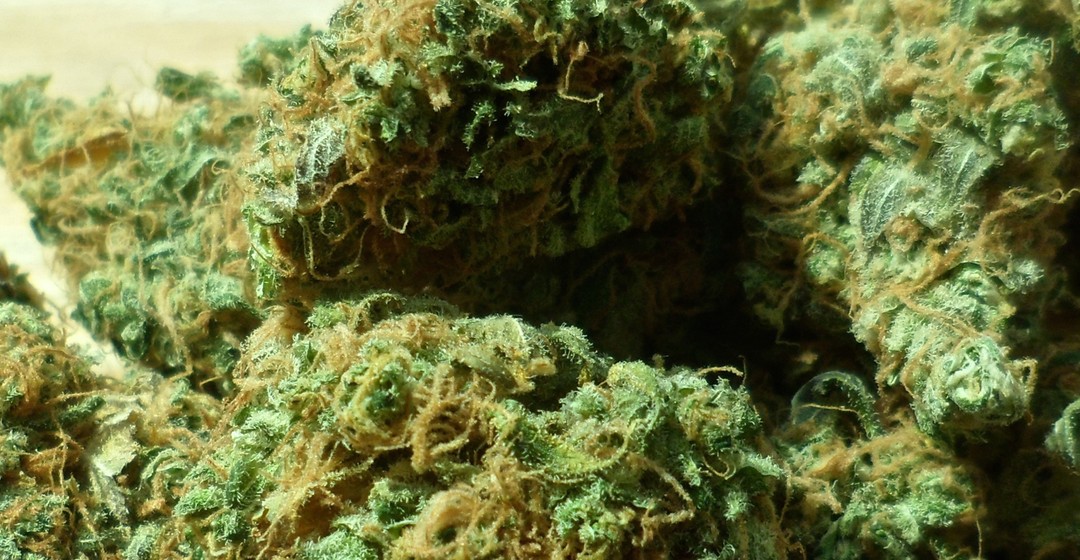 Diese Cannabis-Aktie notiert vorbörslich in der Kaufzone