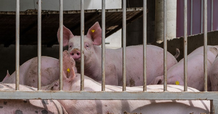 Chinas Schweinefleischpreise wegen hohen Angebots stark gesunken