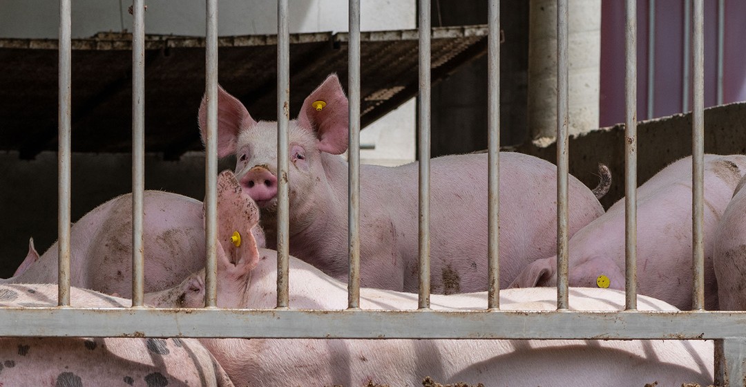 Chinas Schweinefleischpreise wegen hohen Angebots stark gesunken