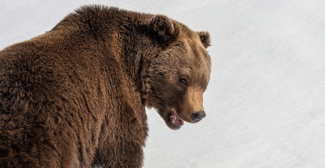 Wer will da am Aktienmarkt kein Bär sein?