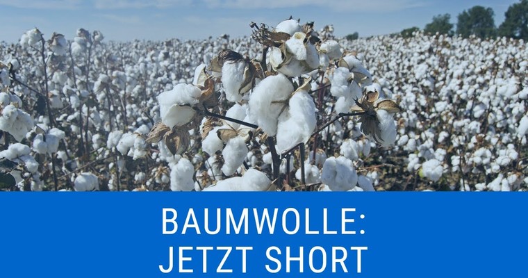 Baumwolle: Jetzt Short