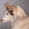 Husky