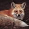Traderfox