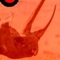 nashorn