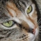 Kitti