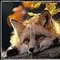 Goldfuchs