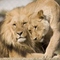 swiss_lion