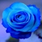 blue Rose