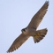 Falcon
